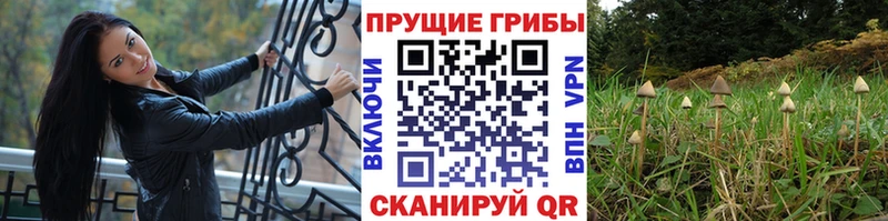 Псилоцибиновые грибы прущие грибы  Казань 